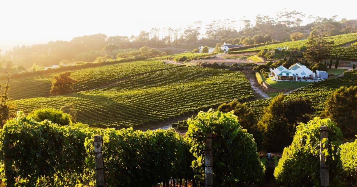 Constantia Vineyards