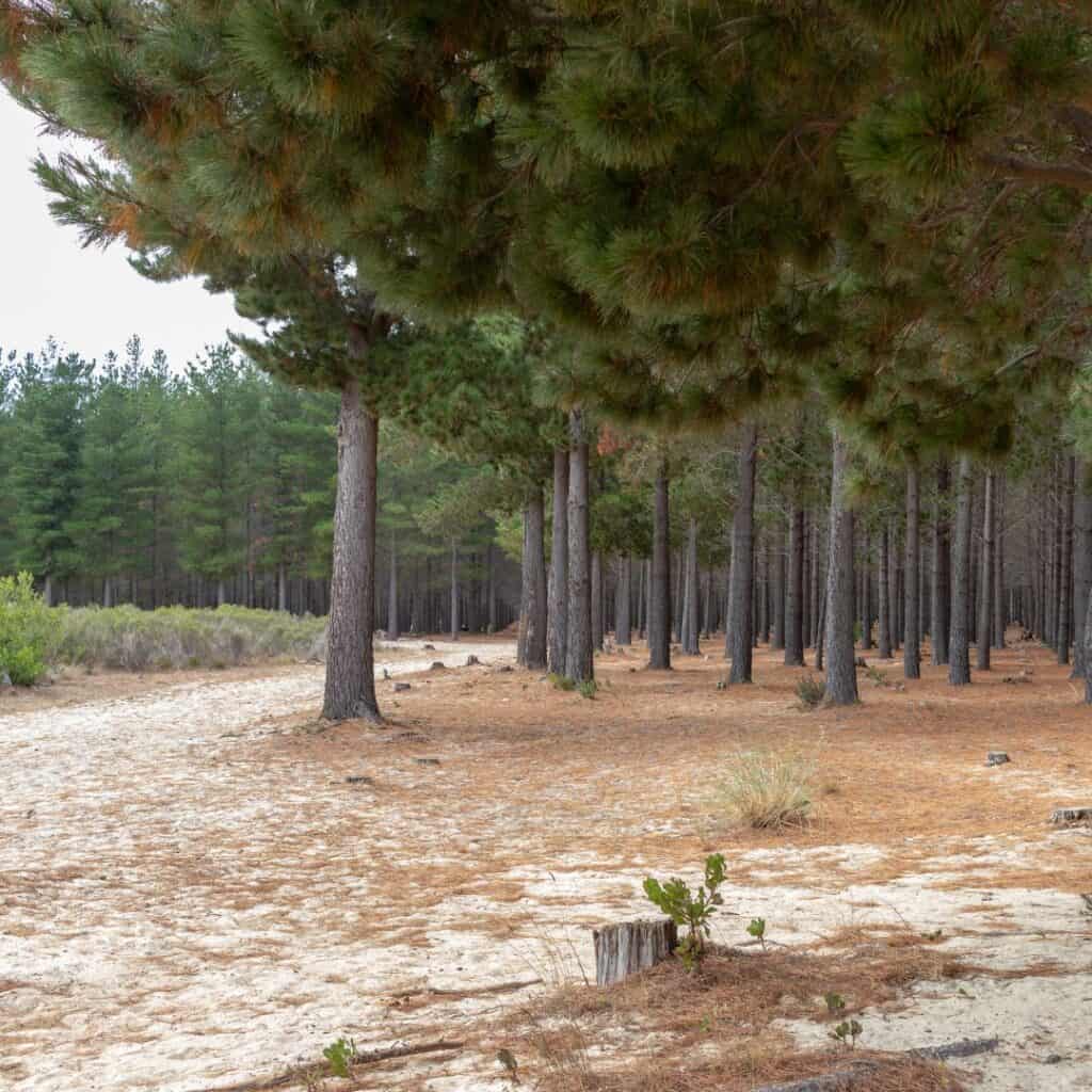 Pine trees lining a dirt pathway in a serene forest setting.