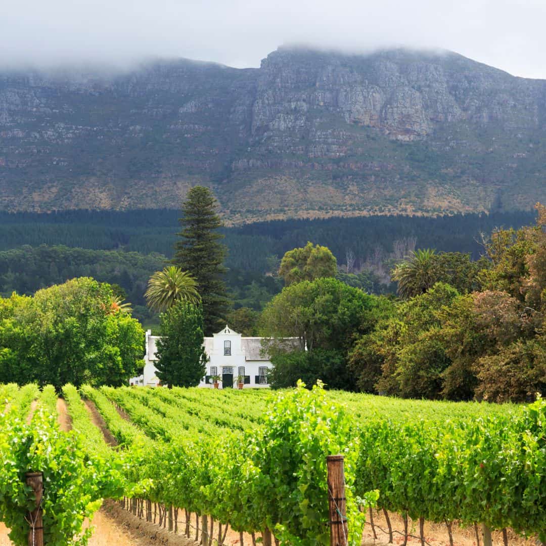 Beautiful vineyard landscape with mountains in the background.